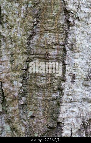 Carpinus betulus Rinde Stockfoto