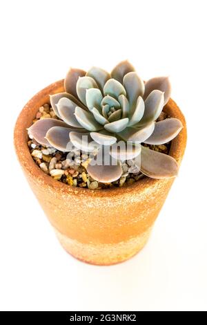 Steingut Topf und Frische Blätter von Echeveria Pflanze in weiß Hintergrund Stockfoto