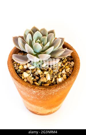 Steingut Topf und Frische Blätter von Echeveria Pflanze in weiß Hintergrund Stockfoto