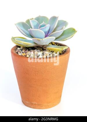 Steingut Topf und Frische Blätter von Echeveria Pflanze in weiß Hintergrund Stockfoto