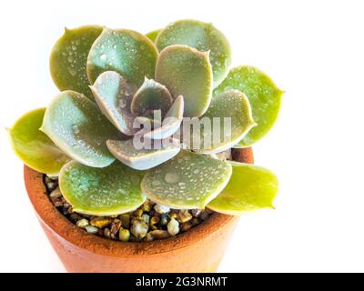 Steingut Topf und Frische Blätter von Echeveria Pflanze in weiß Hintergrund Stockfoto