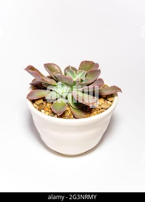 Steingut Topf und Frische Blätter von Echeveria Pflanze in weiß Hintergrund Stockfoto