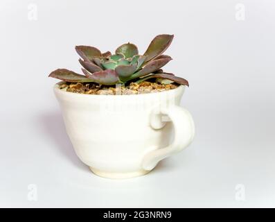 Steingut Topf und Frische Blätter von Echeveria Pflanze in weiß Hintergrund Stockfoto