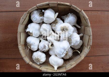 Frische Bio-Vollknoblauchzwiebeln in Korbkorb auf Holzhintergrund. Stockfoto