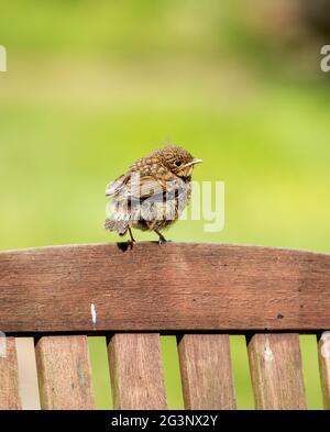 Europäischer Rotkehlchen, der auf einem Gartenstuhl noch junge Jahre aufsteht. Stockfoto