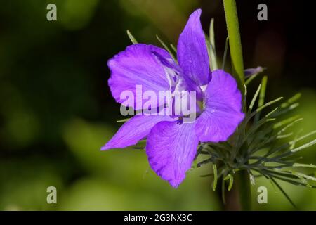 Garden Knight's Spur Stockfoto