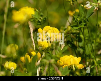Gehörntes Kleeblatt Stockfoto