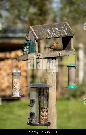 Europäischer rotkehlchen auf dem Garten-Vogeltisch. Stockfoto