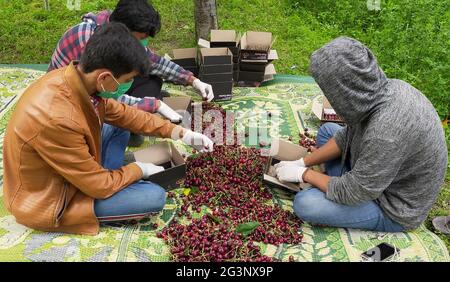 (210617) -- GILGIT, 17. Juni 2021 (Xinhua) -- am 15. Juni 2021 packen die Menschen in Gilgit, der Stadt im Norden Pakistans, die gerade geernteten Kirschen ein. Nach Angaben des pakistanischen Ministerium für Planung, Entwicklung und Sonderinitiativen wird Kirsche auf über 2,500 Hektar Land in Pakistan angebaut, wobei Gilgit-Baltistan und die südwestliche Provinz Balochistan die beiden wichtigsten Kirschproduktionsgebiete des Landes sind, und Pakistans kollektiver Ertrag an Kirsche im Jahr 2016 über 6,000 Tonnen betrug. ZUM ARTIKEL „Feature: Pakistanische Bauern ziehen Süßkirschen auf den chinesischen Markt“ (Foto: Miraj/ Stockfoto