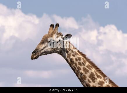 Giraffenhals und Kopf chobe Nationalpark Botswana Stockfoto