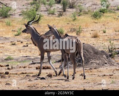 Kudus in Khaudum Nationalpark Namibia Stockfoto