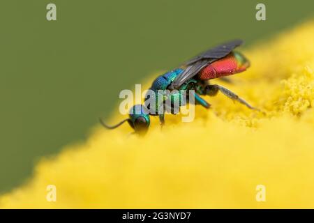 Gewöhnliche goldene Wespe auf einer goldenen Garbe Stockfoto