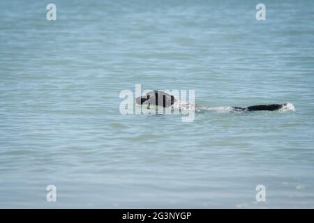 Junge weiße und schwarze Hündin, die im Meer schwimmend ist Stockfoto