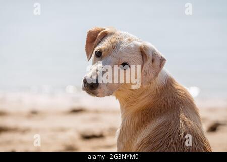 Gesichtsporträt einer jungen weißen und beigen Hündin, die im Sommer am Strand steht Stockfoto