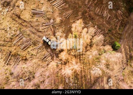 Ein Waldernter in einem toten Wald von oben Stockfoto