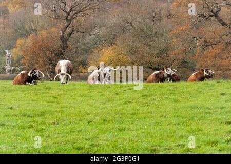 Old English Longhorn Cattle Herd in Windsor Great Park during herbsting, Bekshire, England, UK Stockfoto