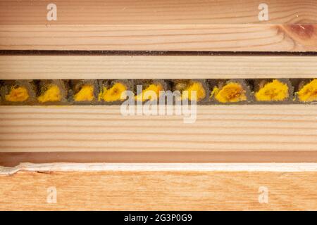 Das Innere eines Bienenhotels zeigt die mit Pollen gefüllten Brutzellen und Eier einer roten Maurerbiene (Osmia bicornis), die durch Lehmwände geteilt ist, Großbritannien Stockfoto