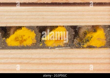 Das Innere eines Bienenhotels zeigt die mit Pollen gefüllten Brutzellen, Eier und Larven einer roten Maurerbiene (Osmia bicornis), die durch Lehmwände geteilt ist, Großbritannien Stockfoto