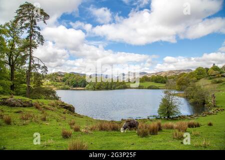Ein Blick über Loughrigg Tarn, Lake District bei Frühlingssonne Stockfoto