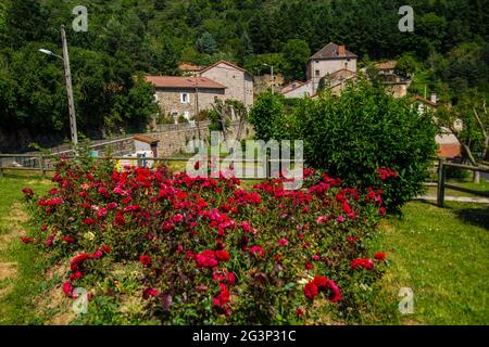 Massiv der Gänseblümchen in lozere Stockfoto