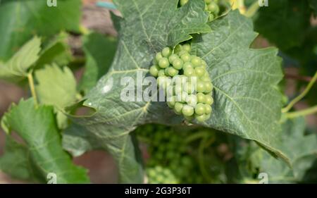 Weinberge von Carignano und Cannonau Wein, Santadi, Süd-Sardinien Stockfoto