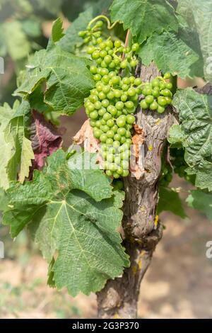 Weinberge von Carignano und Cannonau Wein, Santadi, Süd-Sardinien Stockfoto