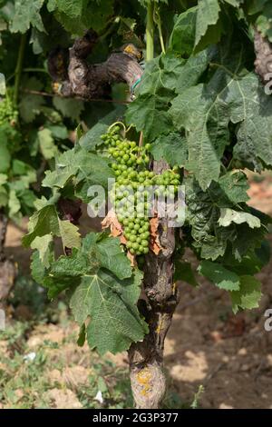 Weinberge von Carignano und Cannonau Wein, Santadi, Süd-Sardinien Stockfoto