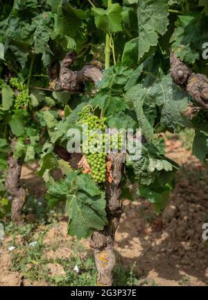 Weinberge von Carignano und Cannonau Wein, Santadi, Süd-Sardinien Stockfoto