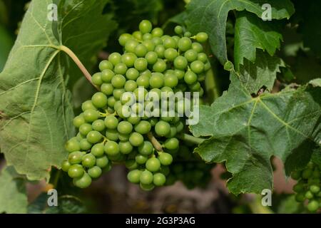 Weinberge von Carignano und Cannonau Wein, Santadi, Süd-Sardinien Stockfoto