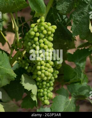 Weinberge von Carignano und Cannonau Wein, Santadi, Süd-Sardinien Stockfoto