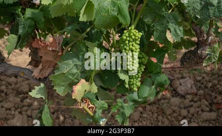 Weinberge von Carignano und Cannonau Wein, Santadi, Süd-Sardinien Stockfoto