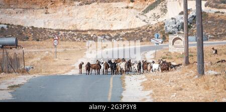 Ziegenherde blockiert eine Landstraße über die mediterrane Landschaft Stockfoto