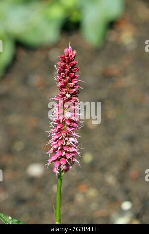 Roter Bistort, Persicaria bistorta, Sorte hohe Tatra, dunkelrosa Blütenspitze mit einem Hintergrund aus Blättern und Erde. Stockfoto