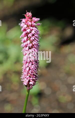 Roter Bistort, Persicaria bistorta, Sorte hohe Tatra, dunkelrosa Blütenspitze mit einem Hintergrund aus Blättern und Erde. Stockfoto