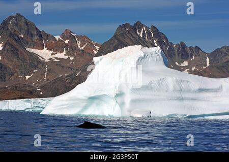 Buckelwale im Osten grönlands Stockfoto