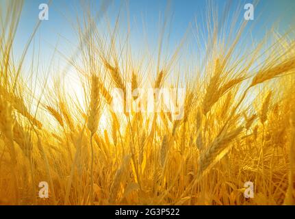 Weizenspitzen auf einem Feld, hell erleuchtete dramatische Weitwinkelaufnahmen gegen den blauen Himmel Stockfoto