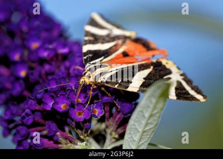 Jersey Tiger auf einem Schmetterlingsbusch Stockfoto