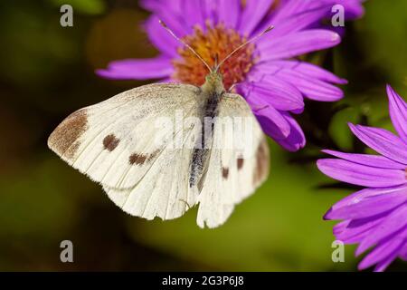 Kohl weißen Schmetterling Stockfoto