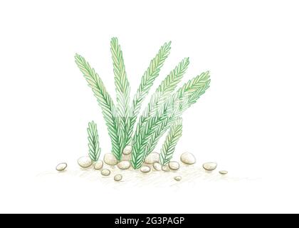 Illustration Handgezeichnete Skizze von Crassula Muscosa, Uhrenkette, Echsenschwanz oder Zipper Plant. Eine Sukkulenten Pflanzen für die Gartendekoration. Stockfoto