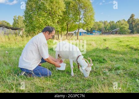 Älterer asiatischer Mann im weißen Hemd, der weiße Ziege auf der Wiese melkt. Stockfoto