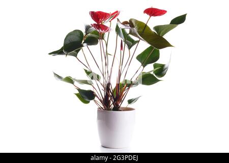 Blühender roter Anthurium Stockfoto