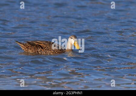 Melange Ente, Anas fulvigula, Single adult schwimmen auf dem Wasser, Everglades, Florida, USA Stockfoto