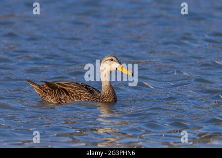 Melange Ente, Anas fulvigula, Single adult schwimmen auf dem Wasser, Everglades, Florida, USA Stockfoto