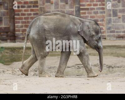 Asiatischer Elefantenbaby Kiran im Elefantentempel Ganesha Mandir aus DEM ZOO Leipzig Stockfoto