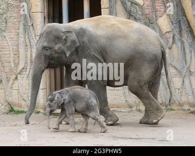 Asiatische Elefantenkuh Rani mit asiatischem Elefantenbaby Kiran im Elefantentempel Ganesha Mandir ZOO Leipzig Stockfoto