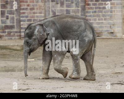 Asiatischer Elefantenbaby Kiran im Elefantentempel Ganesha Mandir aus DEM ZOO Leipzig Stockfoto