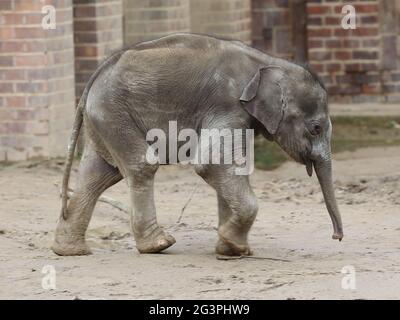 Asiatischer Elefantenbaby Kiran im Elefantentempel Ganesha Mandir aus DEM ZOO Leipzig Stockfoto