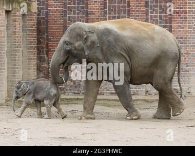 Asiatische Elefantenkuh Rani mit asiatischem Elefantenbaby Kiran im Elefantentempel Ganesha Mandir ZOO Leipzig Stockfoto