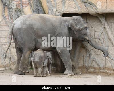 Asiatische Elefantenkuh Rani mit asiatischem Elefantenbaby Kiran im Elefantentempel Ganesha Mandir ZOO Leipzig Stockfoto