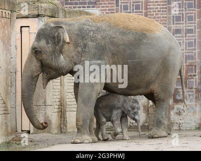 Asiatische Elefantenkuh Rani mit asiatischem Elefantenbaby Kiran im Elefantentempel Ganesha Mandir ZOO Leipzig Stockfoto